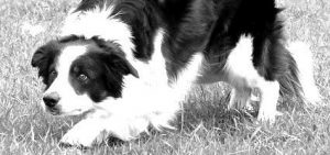 Cache Creek Vet, Black And White Dog, Dog