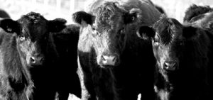 Cache creek Vet, Cattle, Cows, Black And White